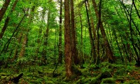 世界田径训练营教练员资格认证体系完善，世界田径组织
